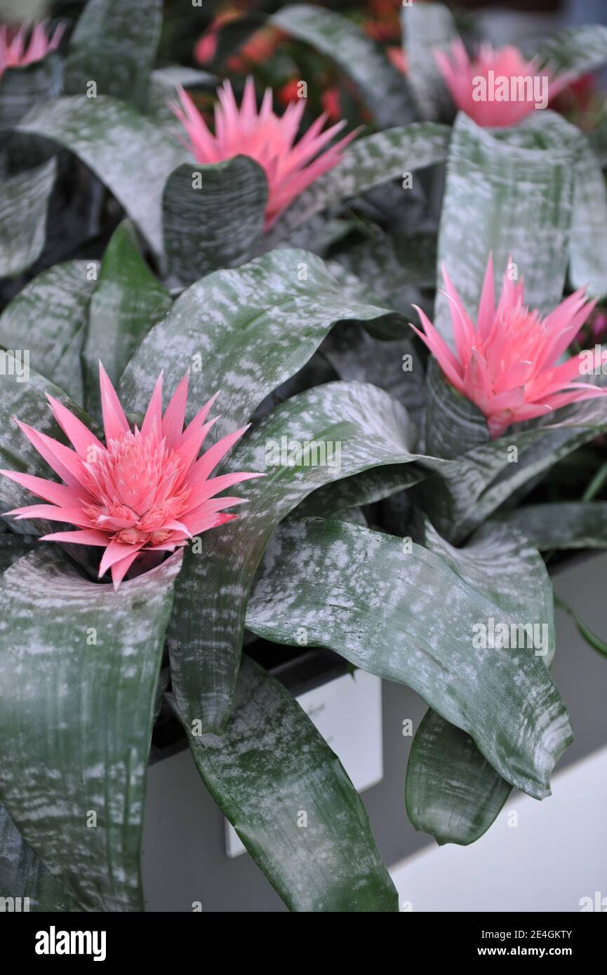 Urn plant (Silver vase plant, Aechmea fasciata) with grey leaves and pink flowers blooms in a garden in April Stock Photo