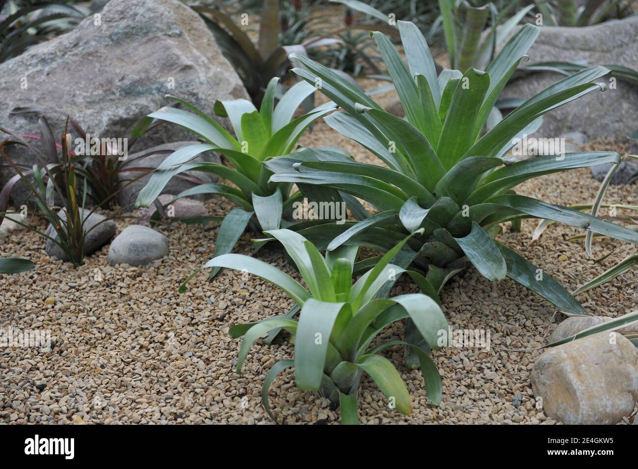 Urn plant (Silver vase plant, Aechmea fasciata) with grey leaves grows in a gravel garden in a greenhouse Stock Photo