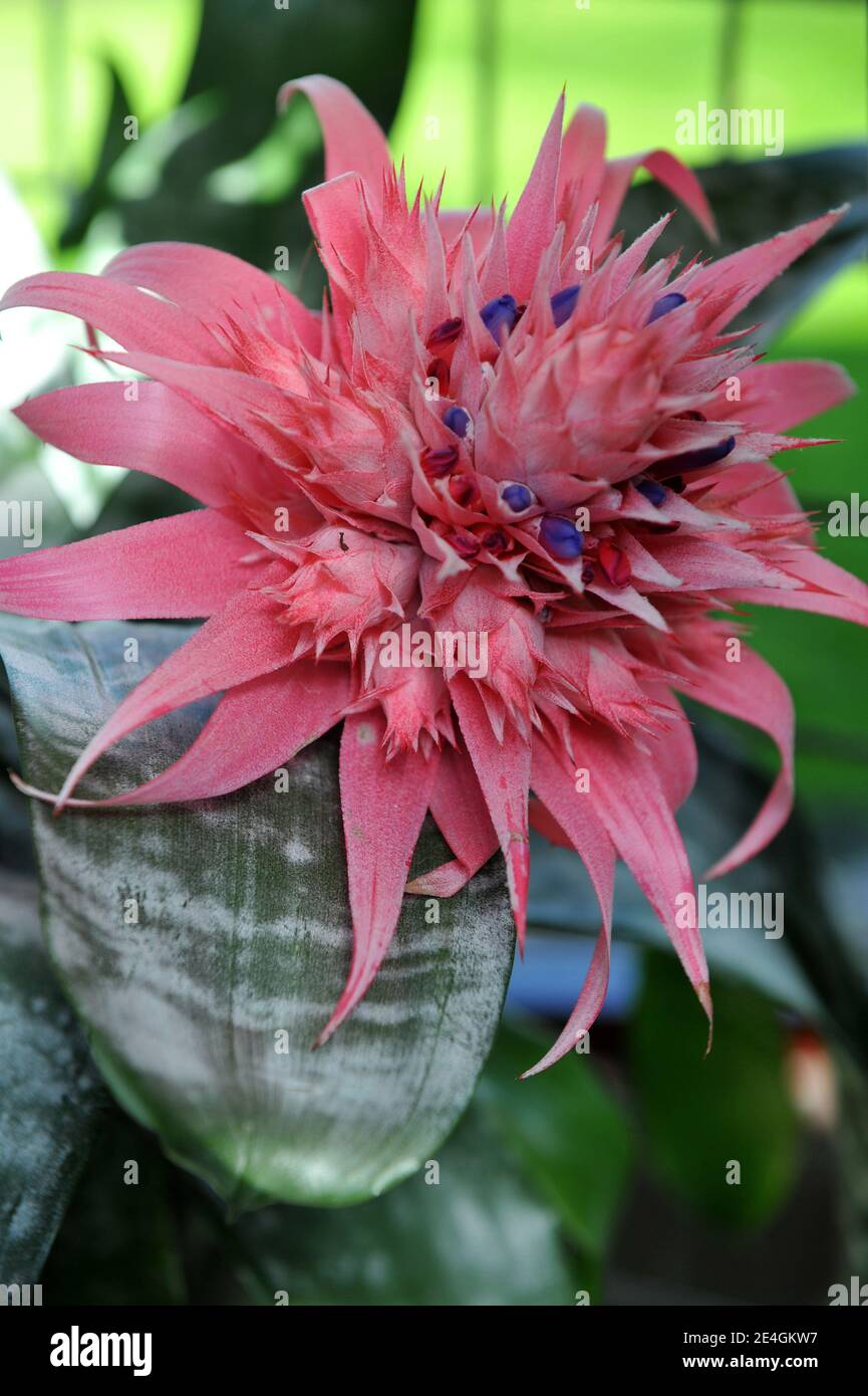 Urn plant (Silver vase plant, Aechmea fasciata) Primera with grey leaves and pink flowers blooms in a garden in April Stock Photo