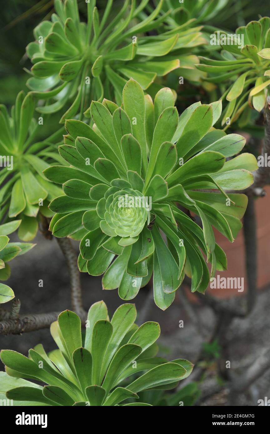 Aeonium grows in a garden in May Stock Photo