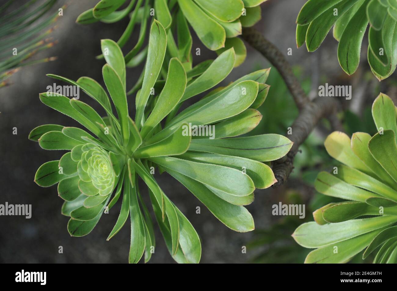 Aeonium grows in a garden in May Stock Photo