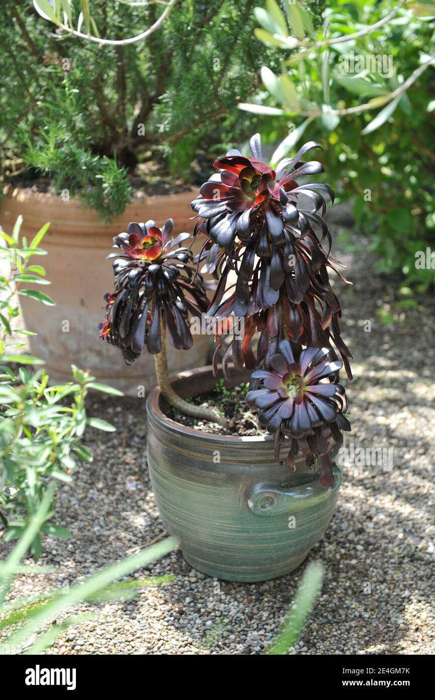 Purple aeonium grows in a terra cotta pot in a garden in May Stock Photo