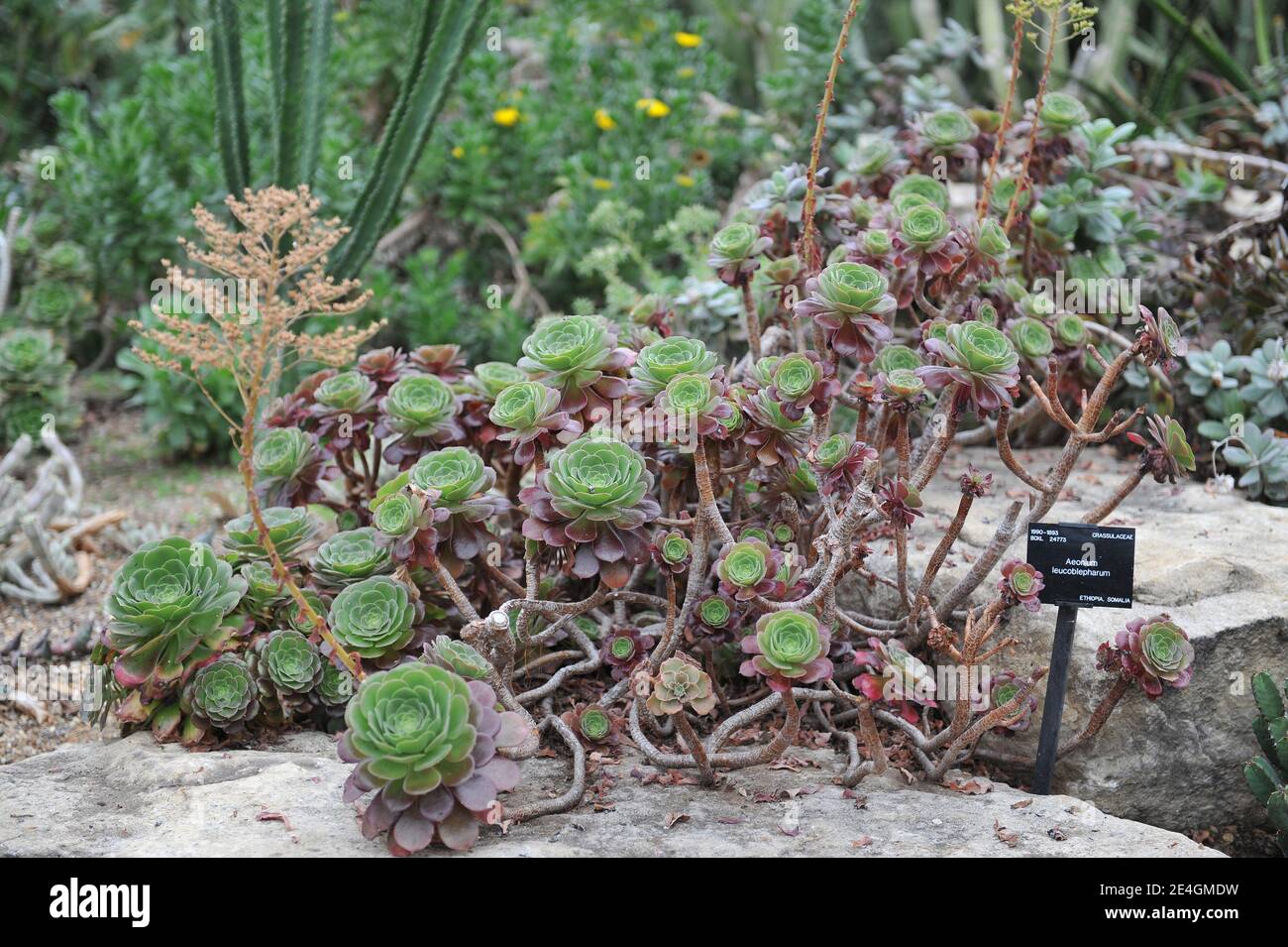 Aeonium leucoblepharum grows in a garden in May Stock Photo