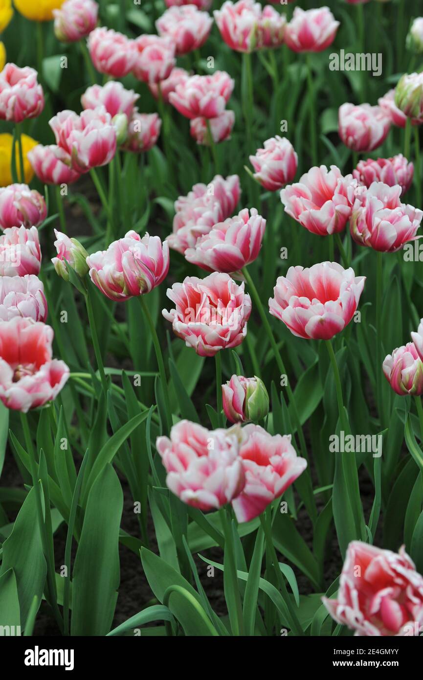 Red and white Double Early tulips (Tulipa) Fantasy Lady bloom in a garden in April Stock Photo