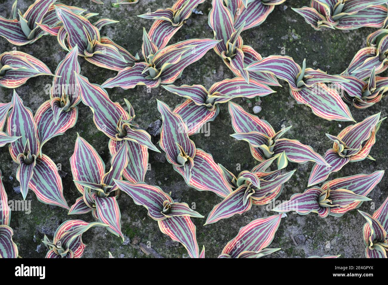 Variegated leaves of Greigii tulips (Tulipa) Fire of Love in a garden in March Stock Photo
