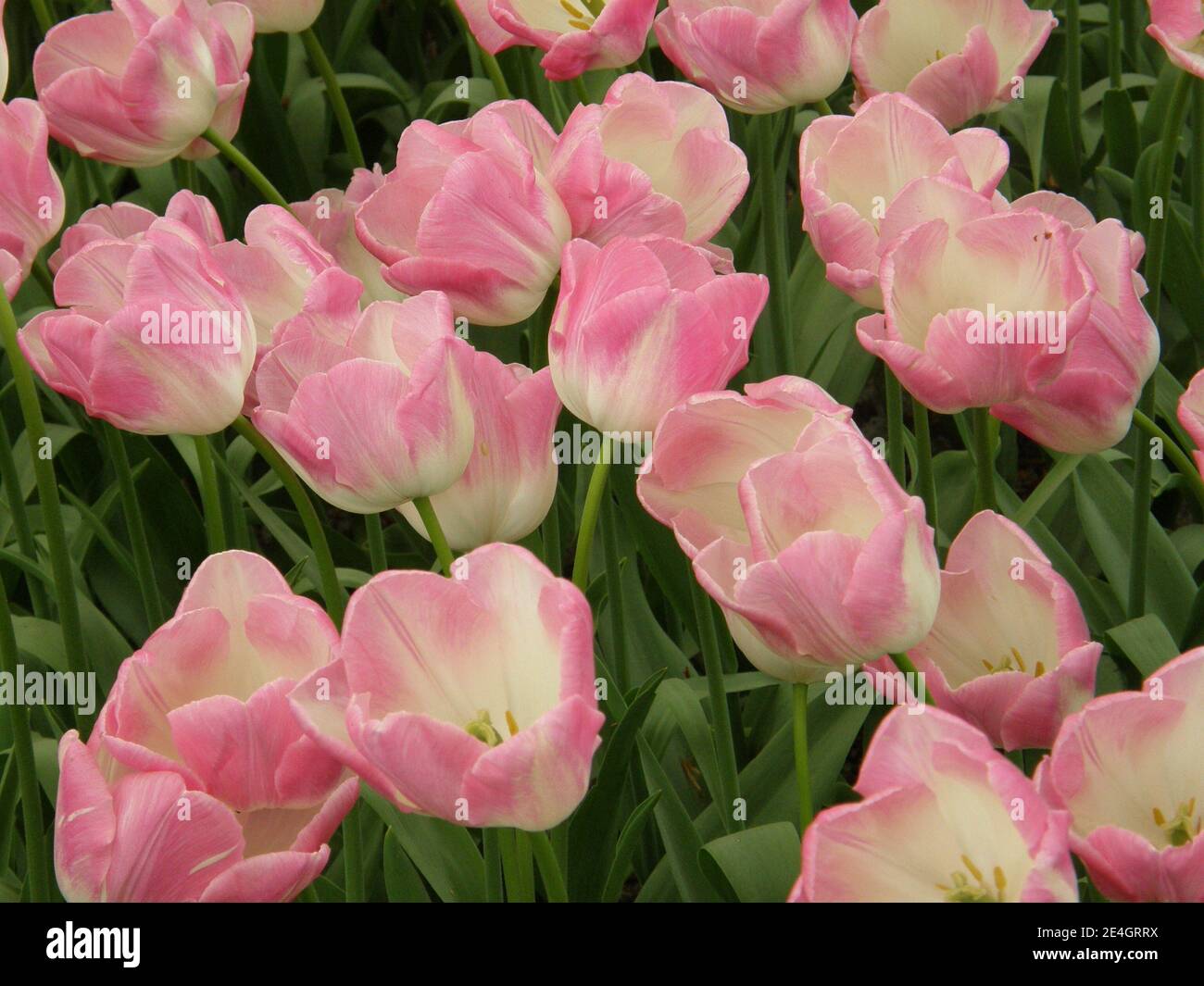 Pink and white Triumph tulips (Tulipa) First Class bloom in a garden in