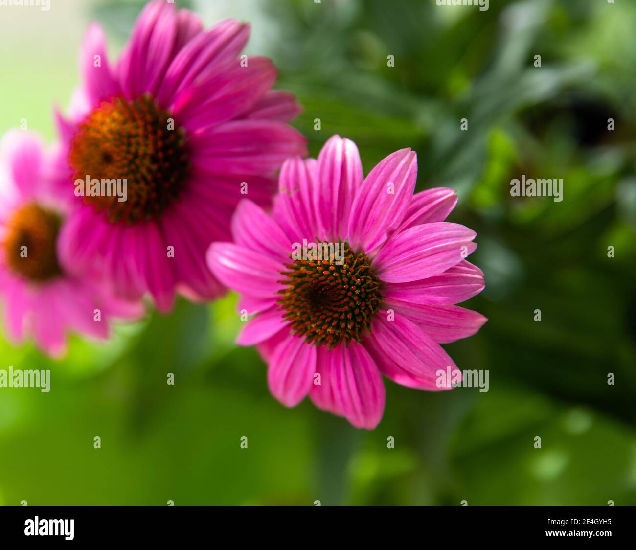 Macro of three coneflowers, bright pink coneflower from the  powwow wild berry collection Stock Photo