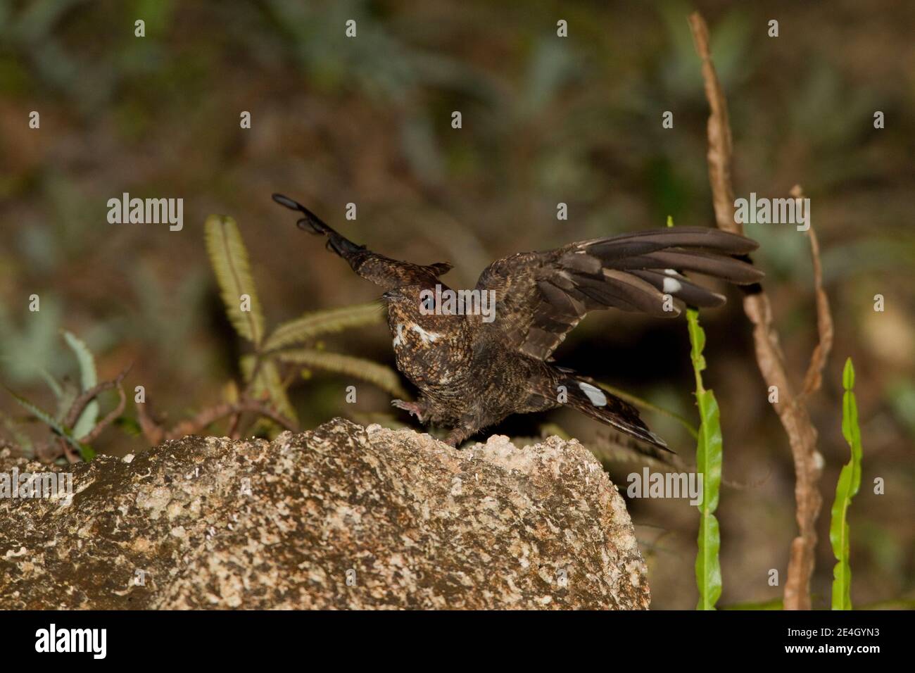 Blackish Nightjar male, Caprimulgus nigrescens, landing on rock ledge. Stock Photo