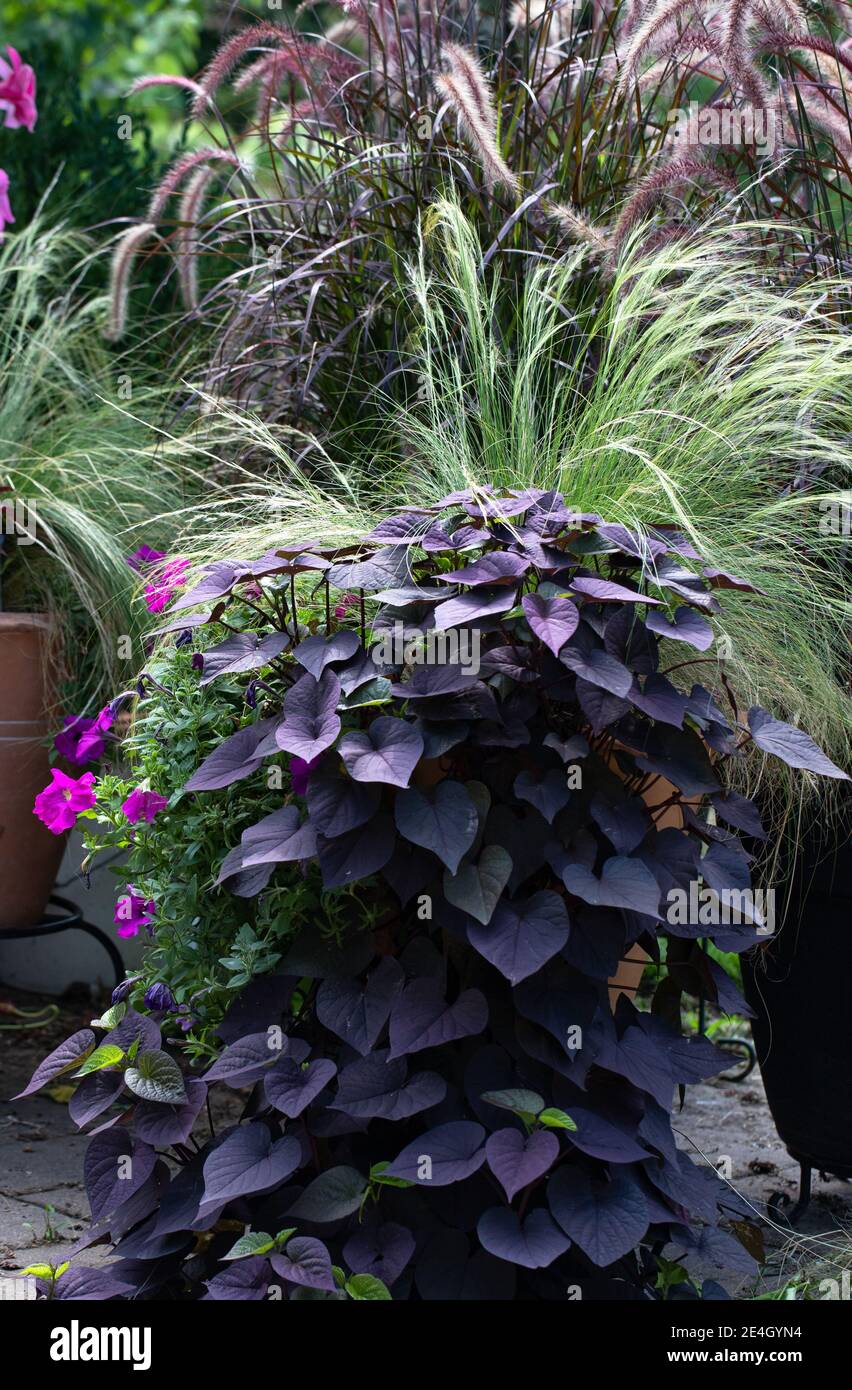 Prolific purple heart shaped sweet potato vine tumbles over a limestone wall of a patio on a sunny day with Mexican feather grass Stock Photo