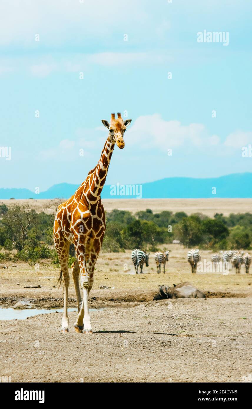 Giraffe, Zebras and a buffalo at a waterhole in Kenya, Africa Stock Photo