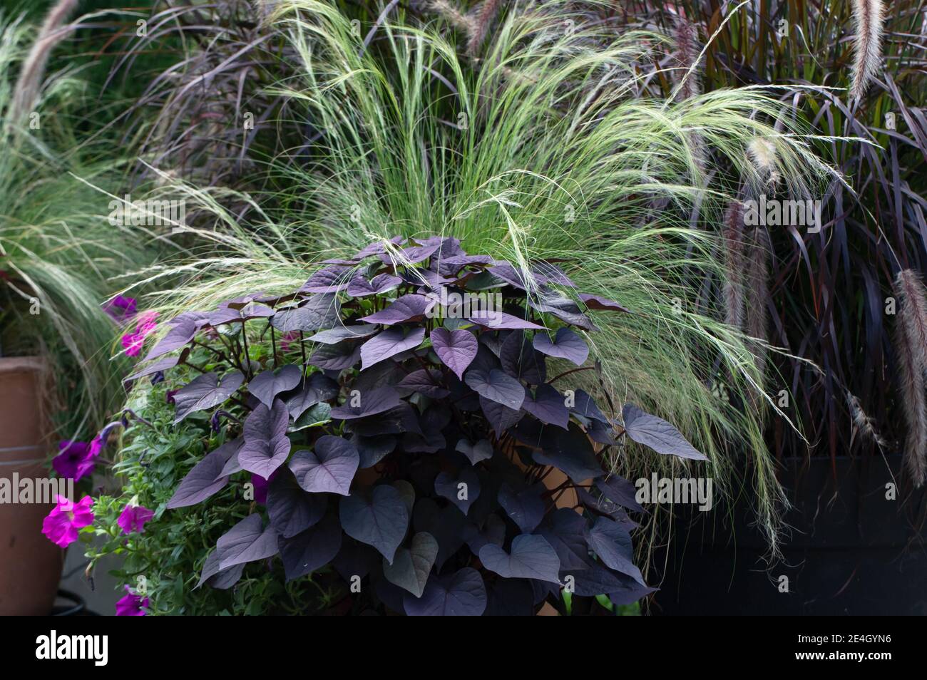 Sweet Potato Vine High Resolution Stock Photography And Images Alamy