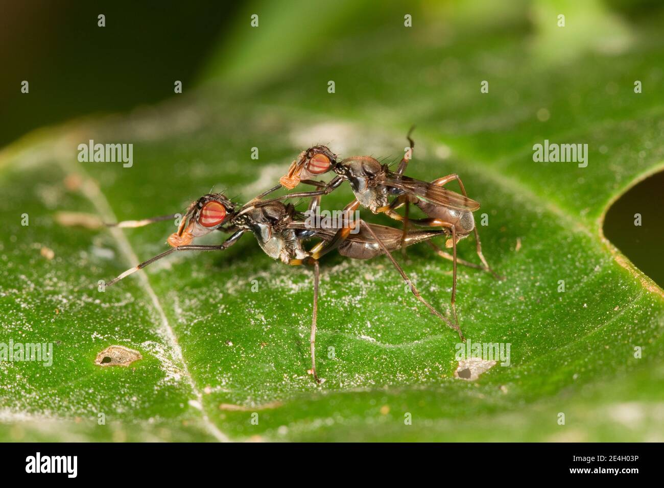 Unidentified Stiltlegged Fly male and female mating, Micropezidae. Antmimic Stock Photo Alamy