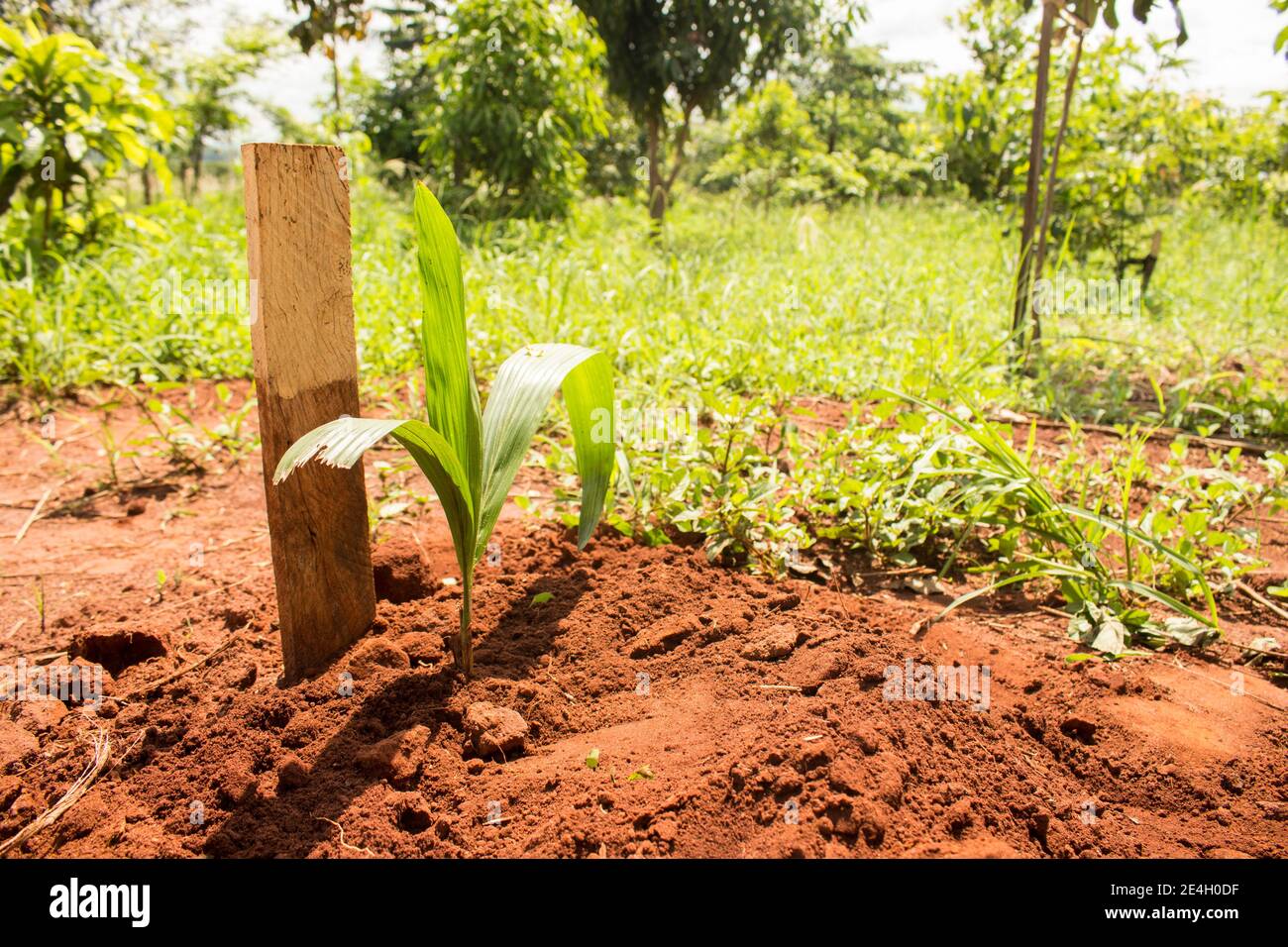 Healthy seedling of jerivá coconut tree growing under strong summer sun