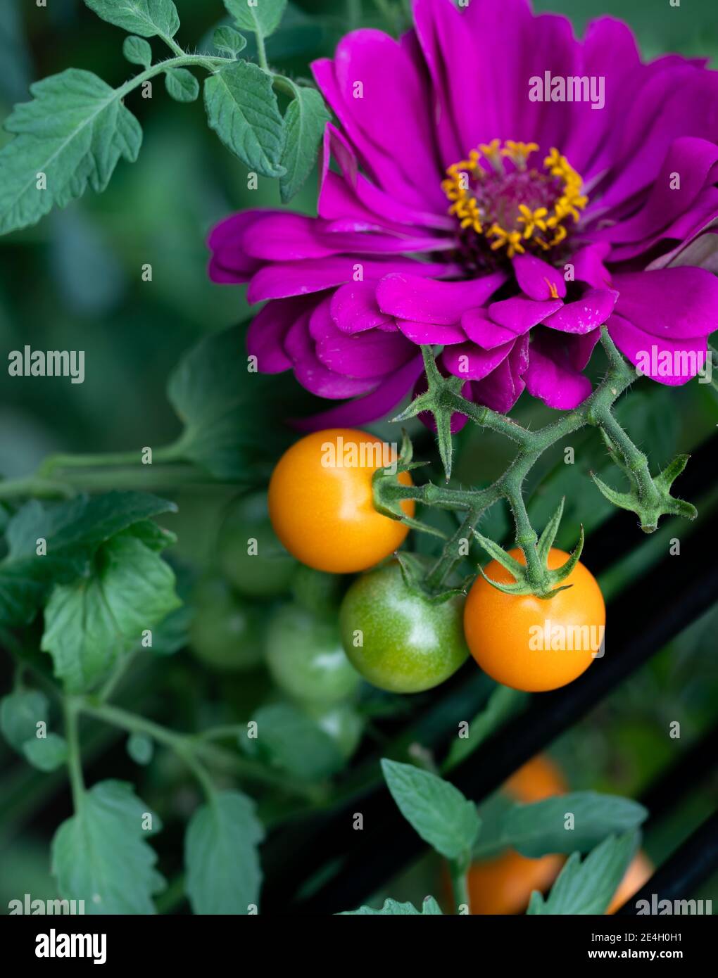 Companion planting of amethyst zinnia with sun gold cherry tomatoes are a perfect combination. Zinnias deterring cucumber beetles and tomato worms. Stock Photo