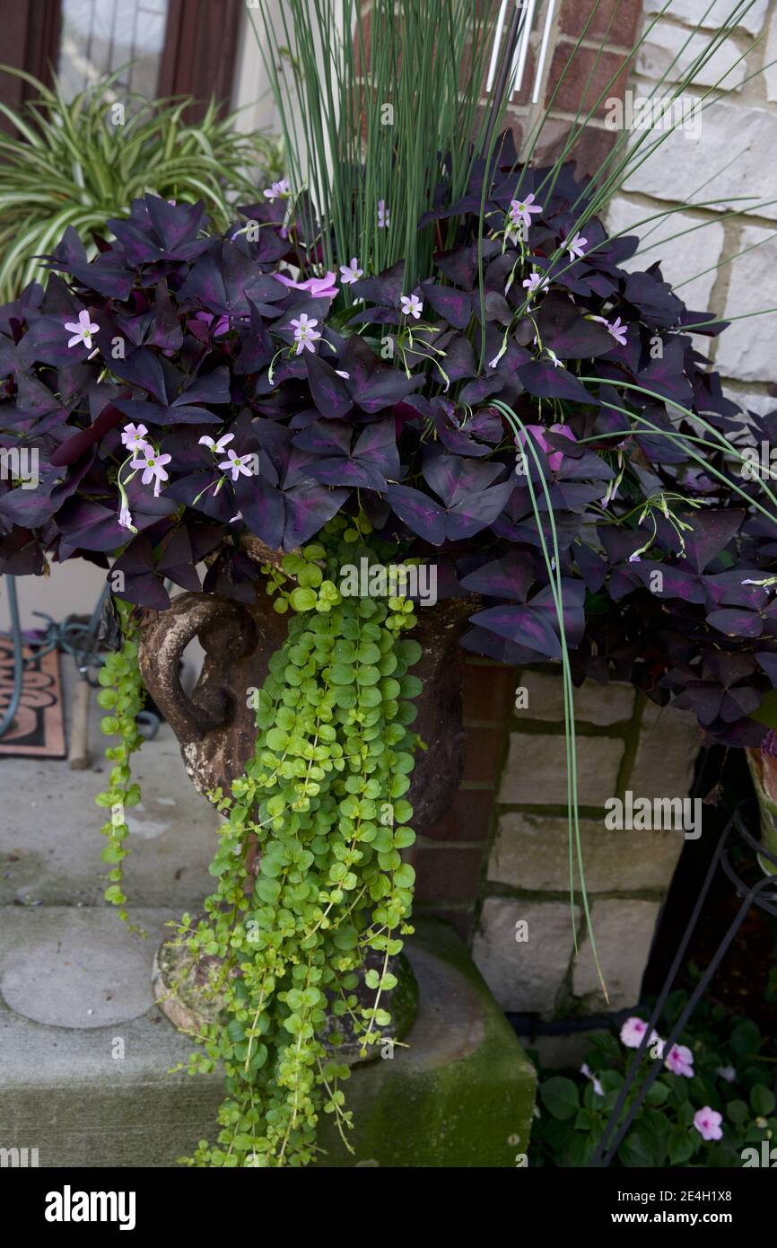 Garden container of dark purple shamrocks, oxalis triangularis Stock Photo