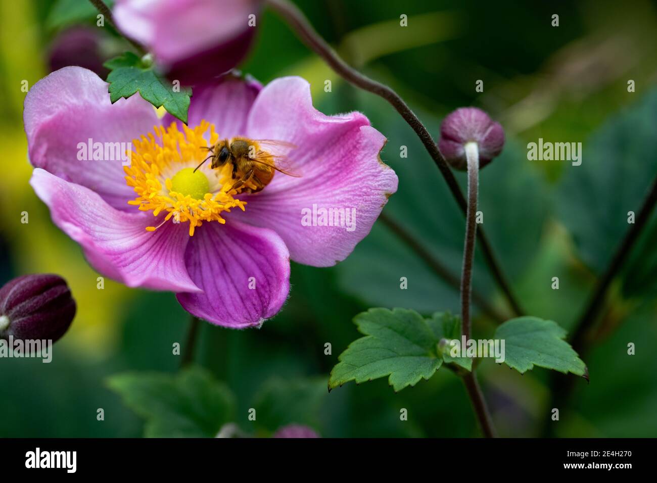 A single  beautiful pink anemone with a honey bee eating pollen Stock Photo