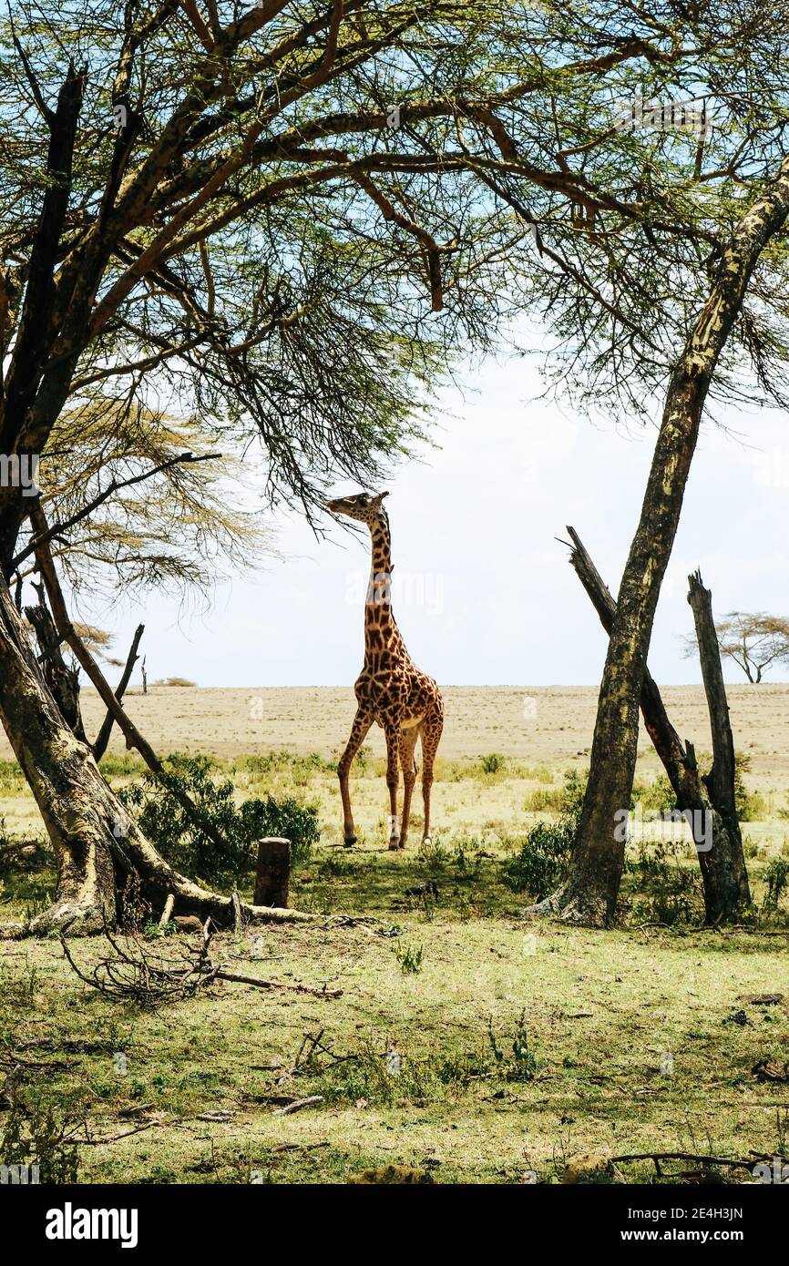 Giraffe grazing from a tree on Crescent Island sanctuary in Kenya at Lake Naivasha, Africa Stock Photo