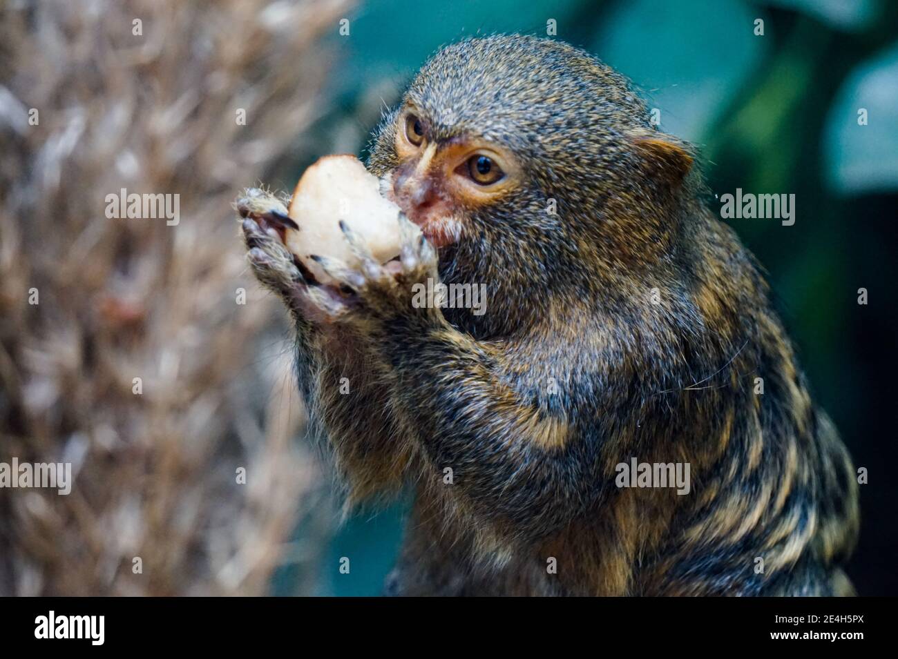 Pygmy marmoset food 2025