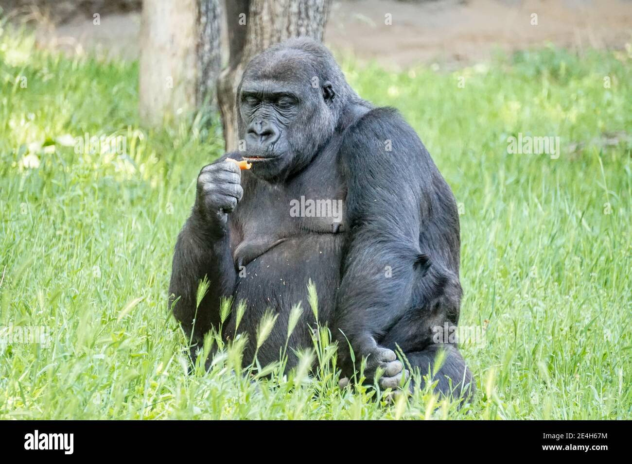 Old chimpanzee monkey sitting in grass and eating something Stock Photo