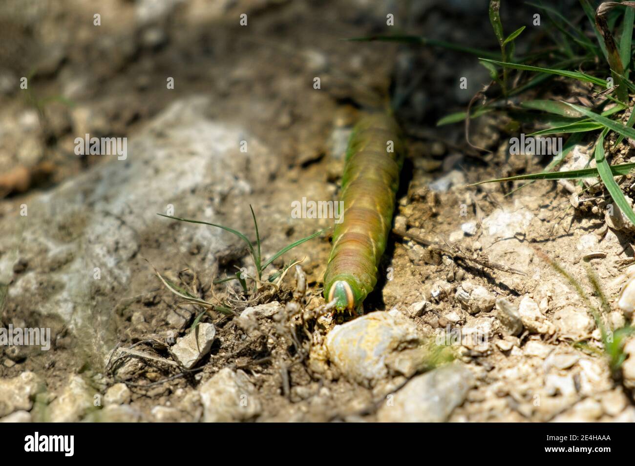 large caterpillar (tobacco hornworm, Manduca sexta) navigating a rocky terrain Stock Photo