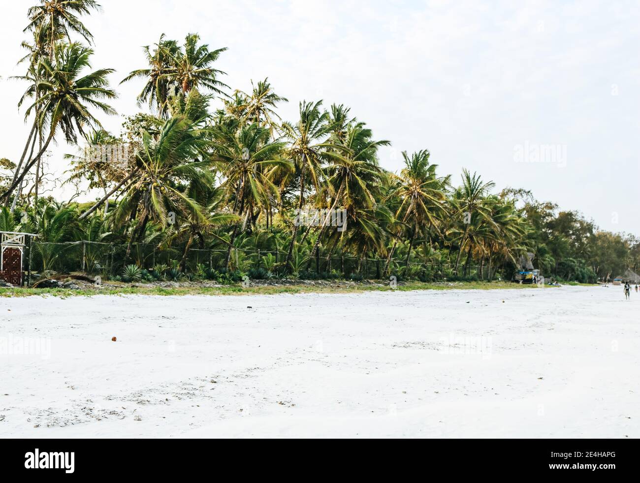 Row of lush, green tropical palm trees along the white sand beach of Diani, Kenya Stock Photo