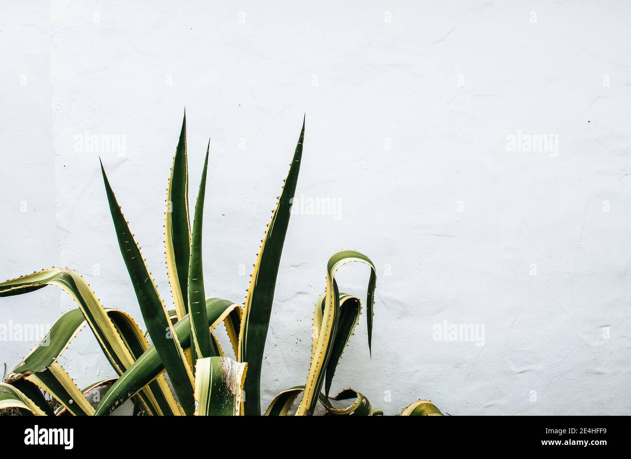 Close up of a Mother-in-Law's Tongue plant (Sansevieria trifasciata) growing isolated in front of a white stone wall Stock Photo