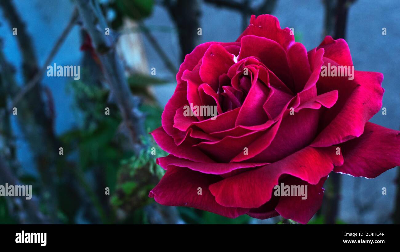 Red rose in its full bloom in the garden on a blurre background Stock ...