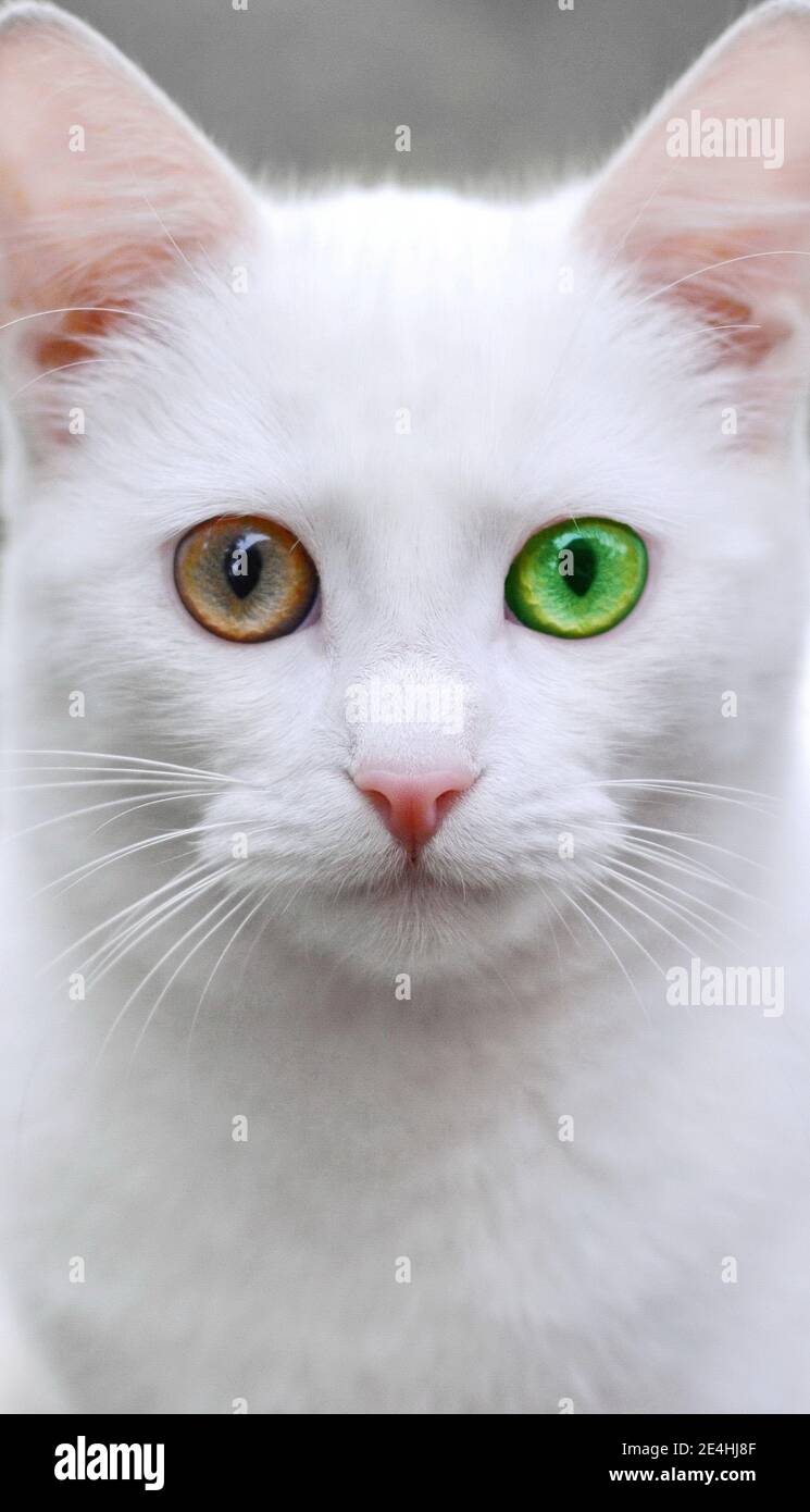Persian cat hotsell two colored eyes
