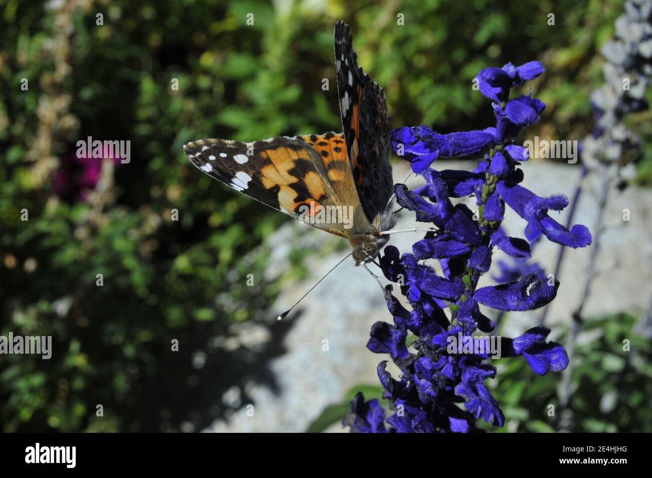 A butterfly sitting on a flower Stock Photo - Alamy