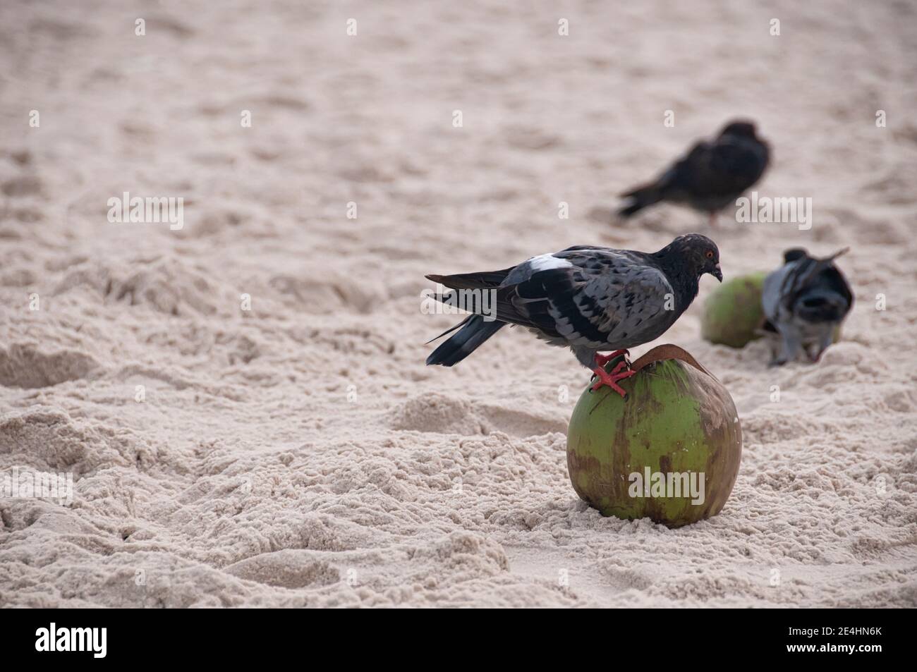 On a beach in Rio de Janeiro, Brazil, a pigeon eats a coconut Stock ...