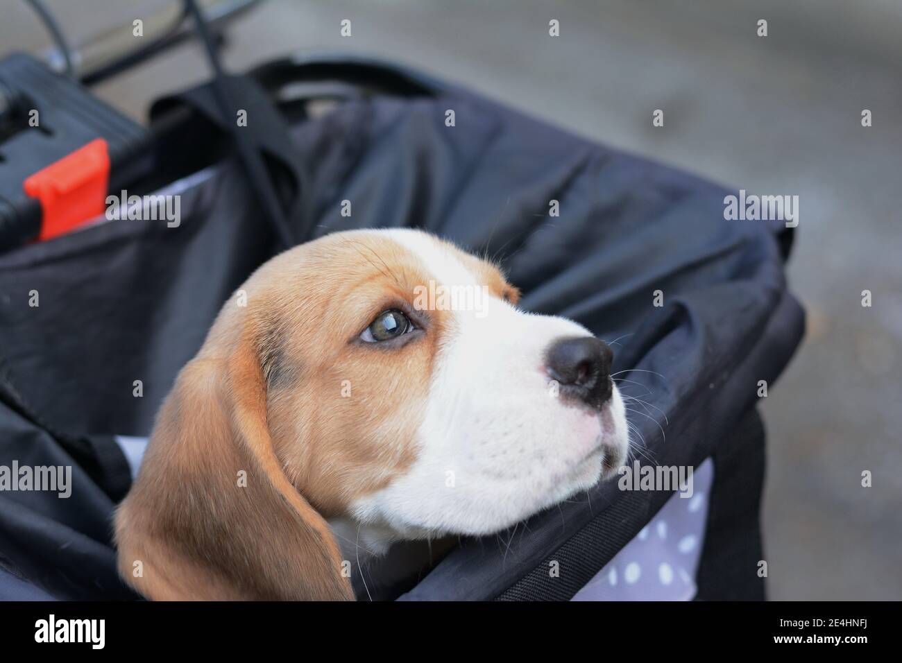 small cute beagle puppy dog. Stock Photo