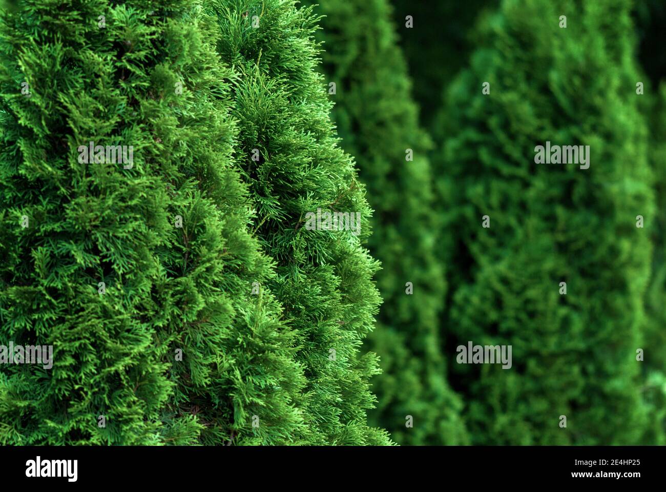 Closeup of cedar thuja trees Stock Photo