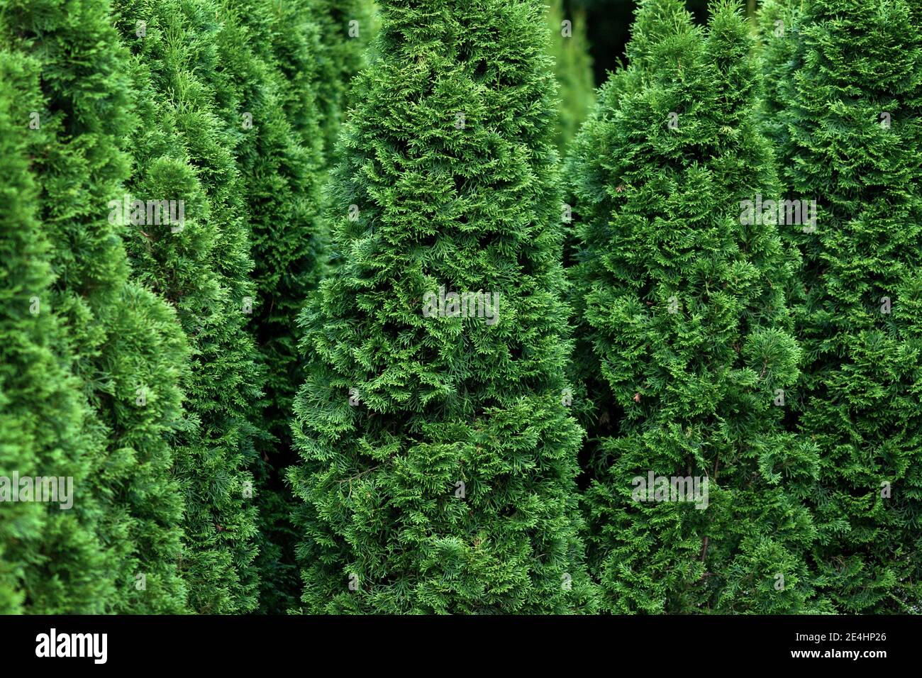 Thuja occidentalis trees growing like a green hedge Stock Photo
