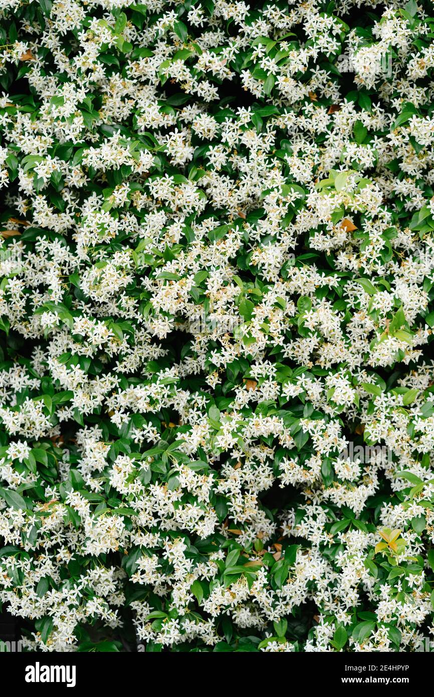 Close-up of bushes with small jasmine flowers. Stock Photo