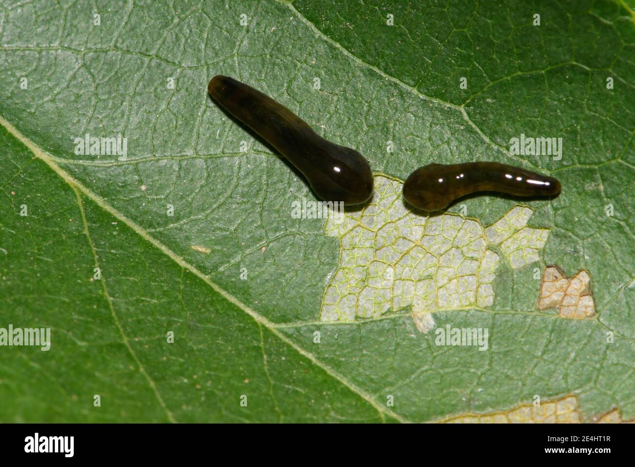 Tree pest larvae hires stock photography and images Alamy