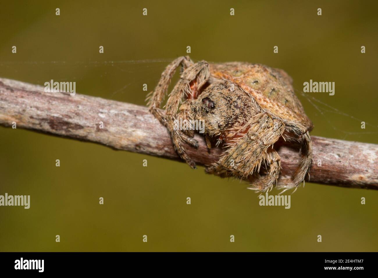 Wrap Around Spider Stock Photo Alamy