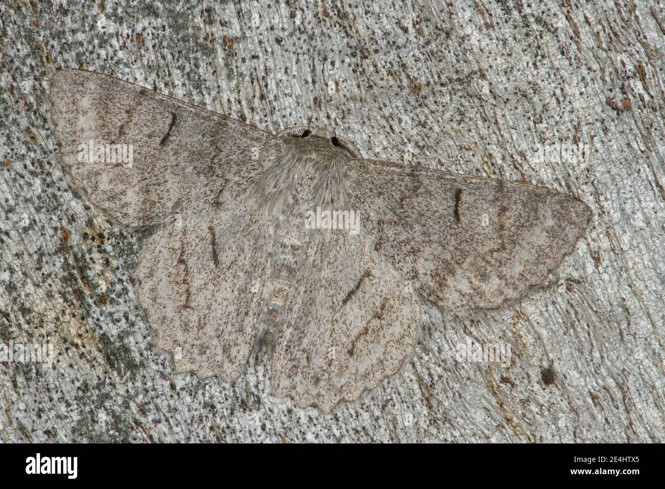 Red-lined Looper on tree trunk. Stock Photo