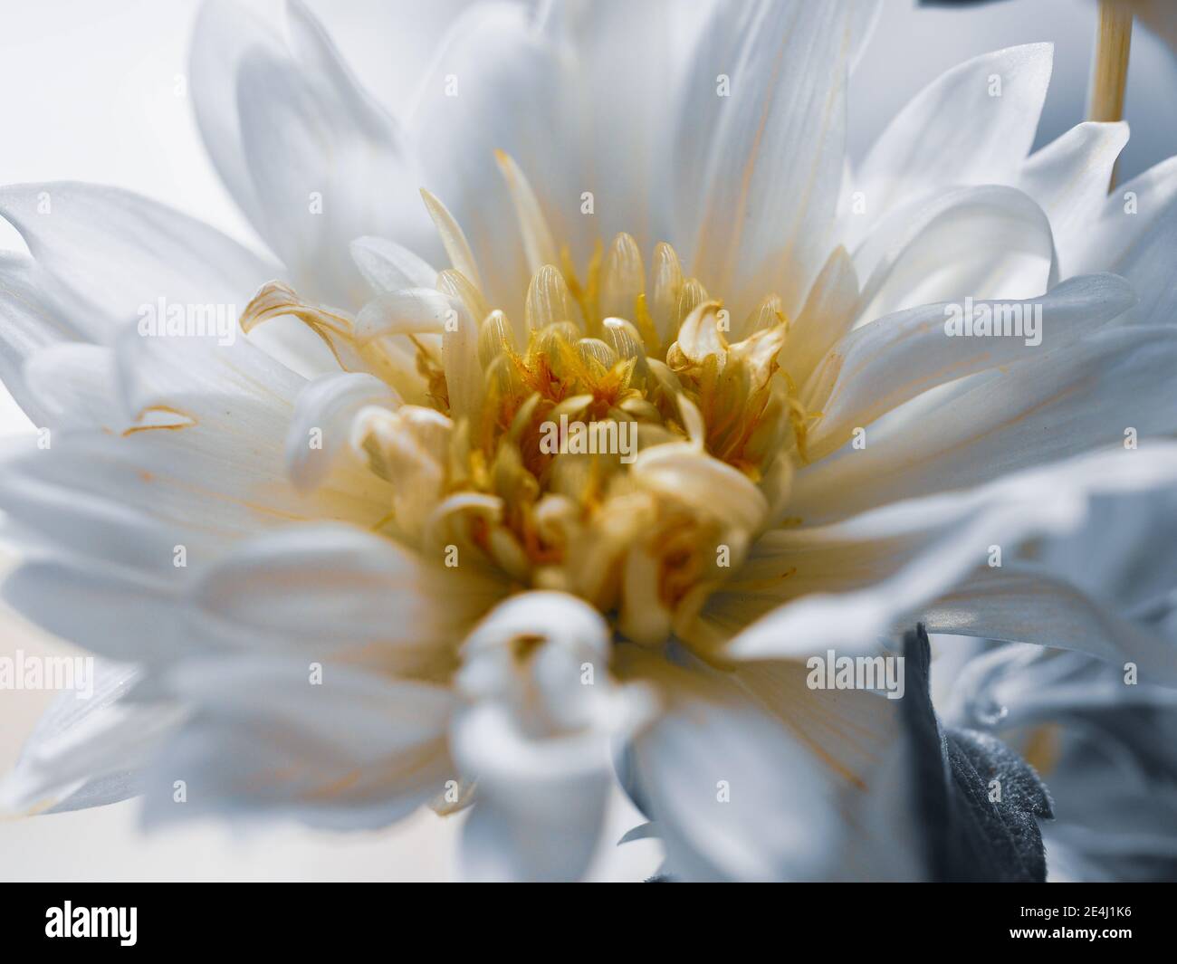Artistic shots of creamy white Dahlia flower with a yellow centre Stock Photo