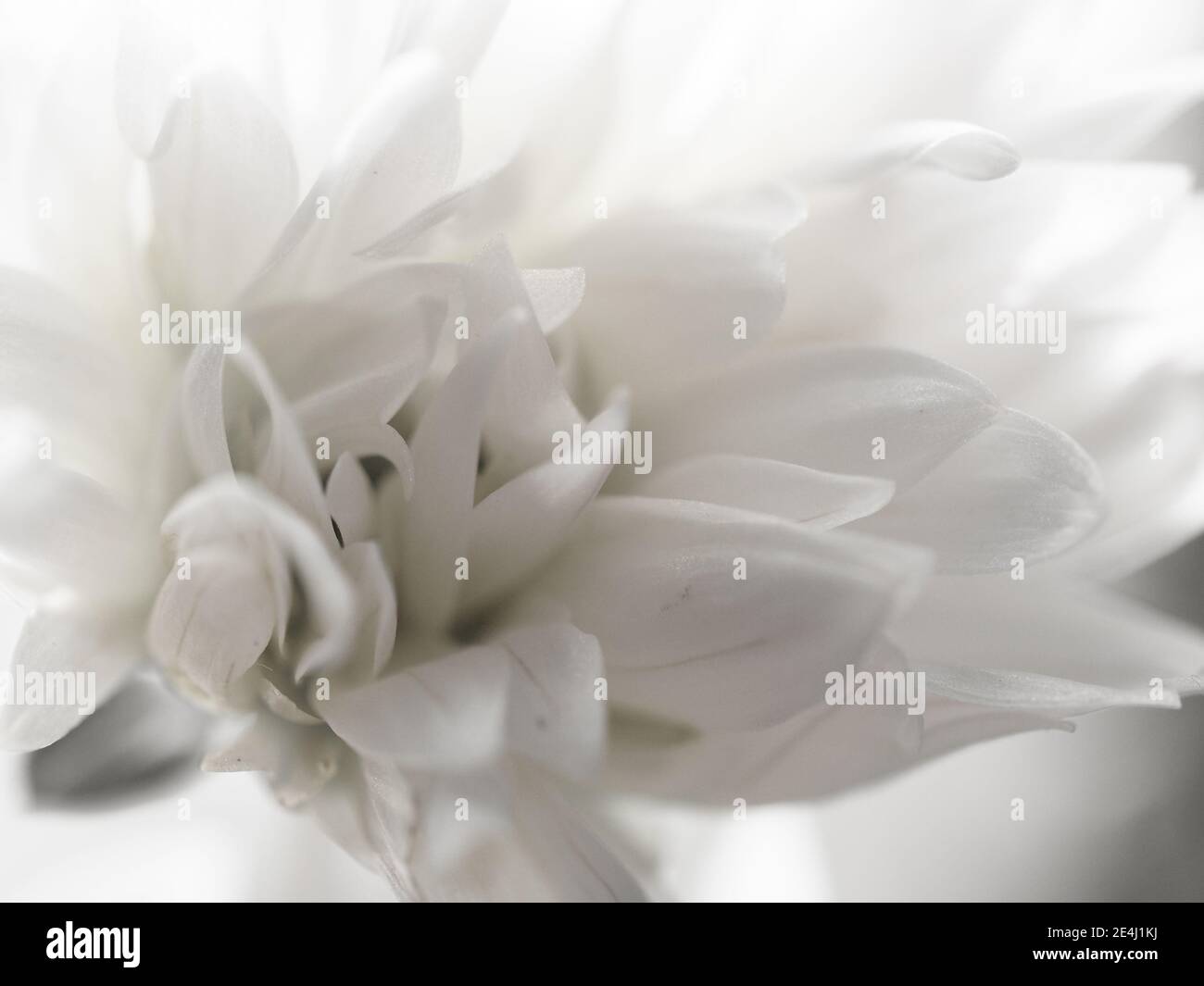 White Dahlia Flower macro, an Artistic shot of beautiful flowers petals, front and side, use for background, full frame Stock Photo