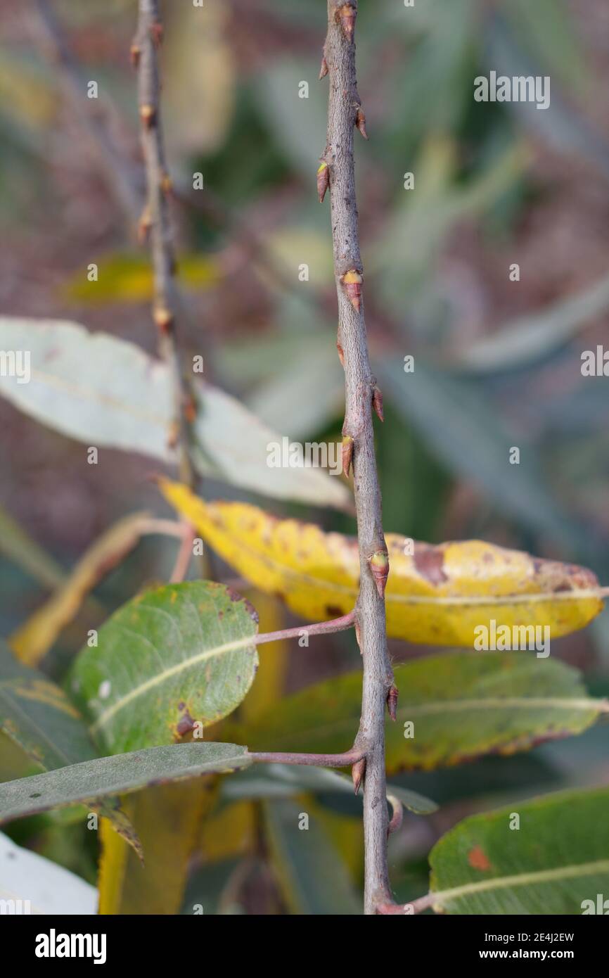 Dormant red green flower buds, Red Willow, Salix Laevigata, Salicaceae, native shrub, Bluff Creek Trail, Southern California Coast, Winter. Stock Photo