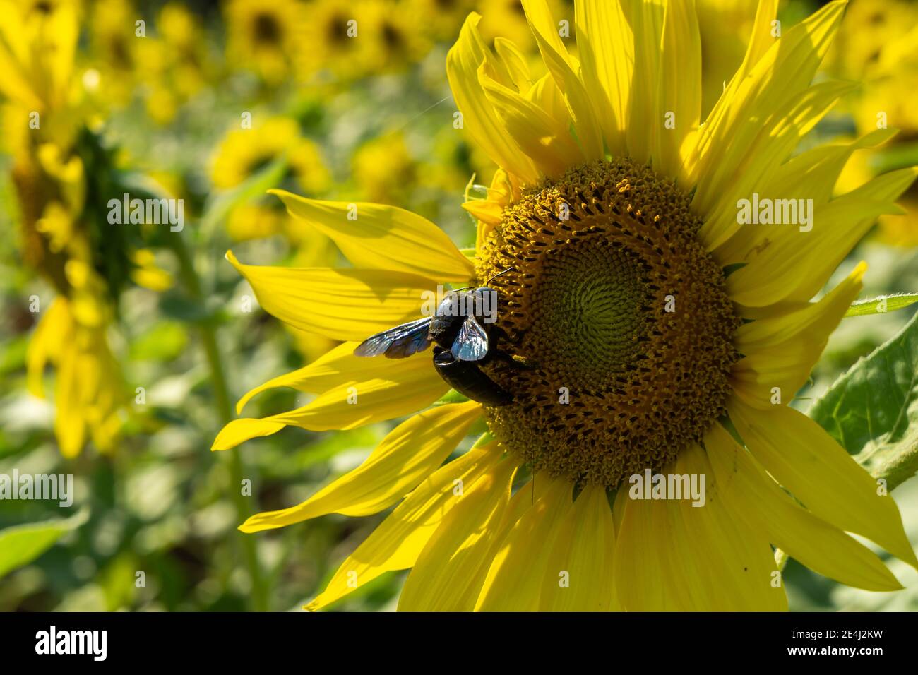 Sunberry Insect Sunflower insects hi-res stock photography and images - Alamy