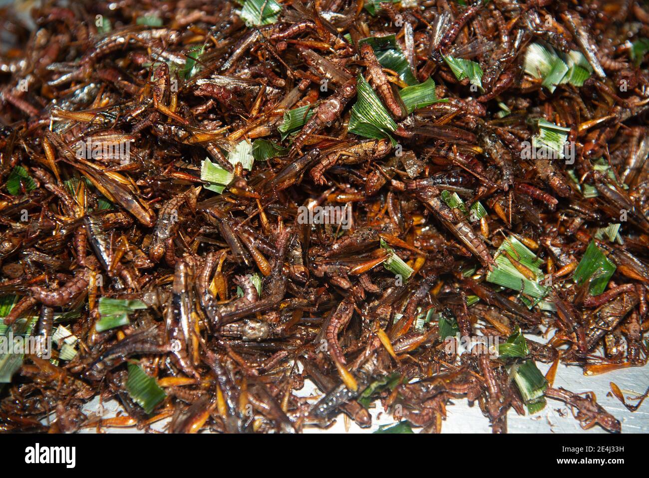 Cooked grasshopper hi-res stock photography and images - Alamy
