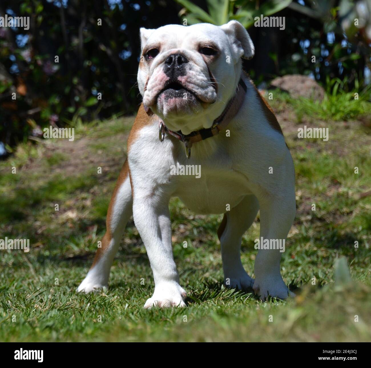Young white and brown British or English bulldog puppy standing in aggressive posture in a garden setting about to bark Stock Photo