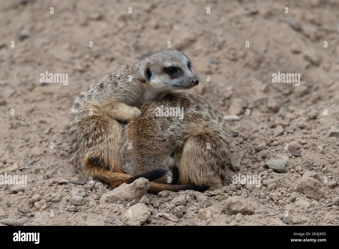 Two Meerkat cuddling for warmth, one meerkat curled up and the other meerkat being alert for threats, looking about Stock Photo