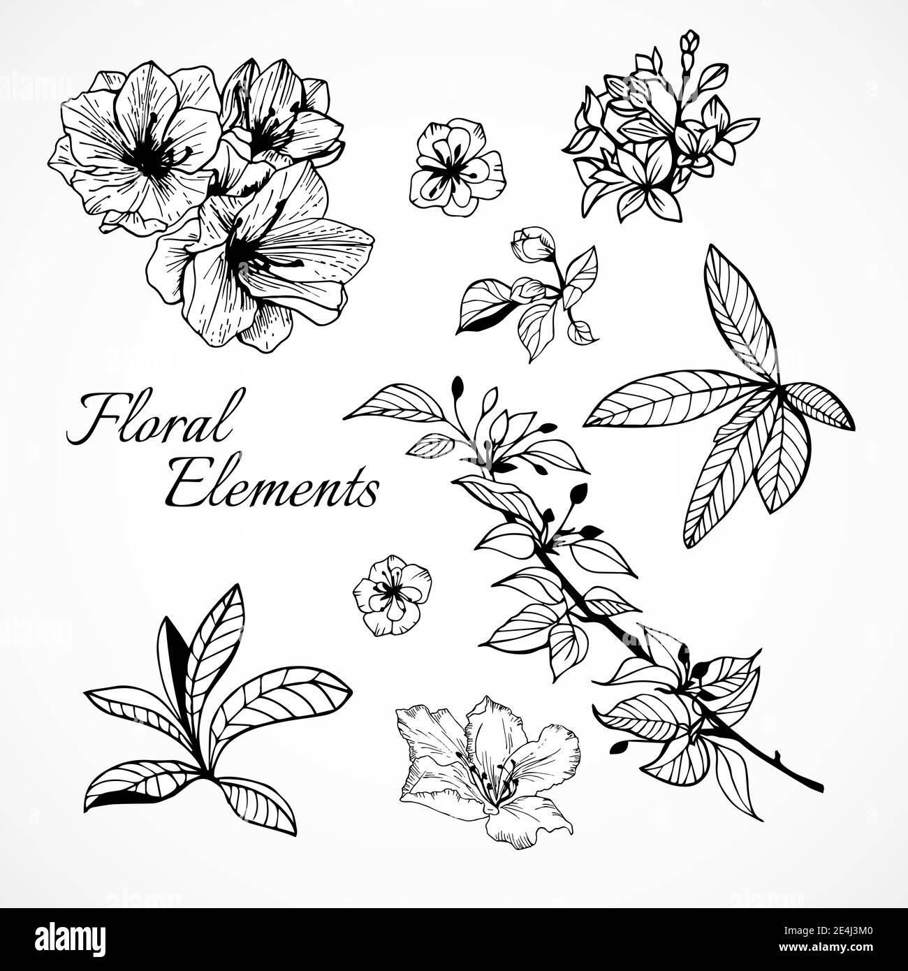Set of floral elements for design vector illustration isolated Stock ...