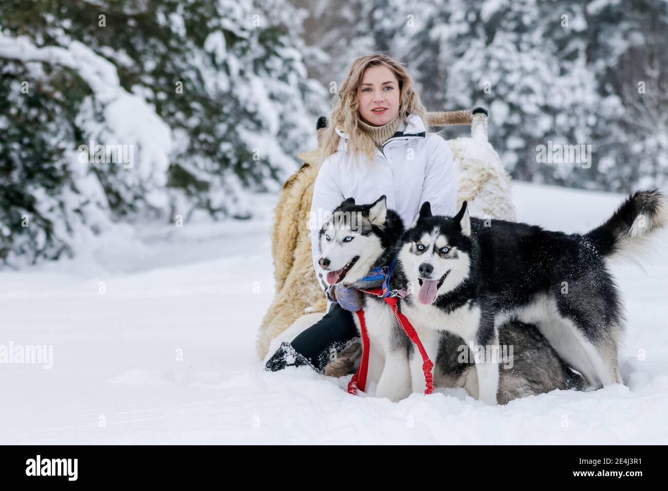 The girl rides on a sled on a sled with Siberian huskies in the winter forest. Pet. Husky. Husky art poster, Husky print, Stock Photo