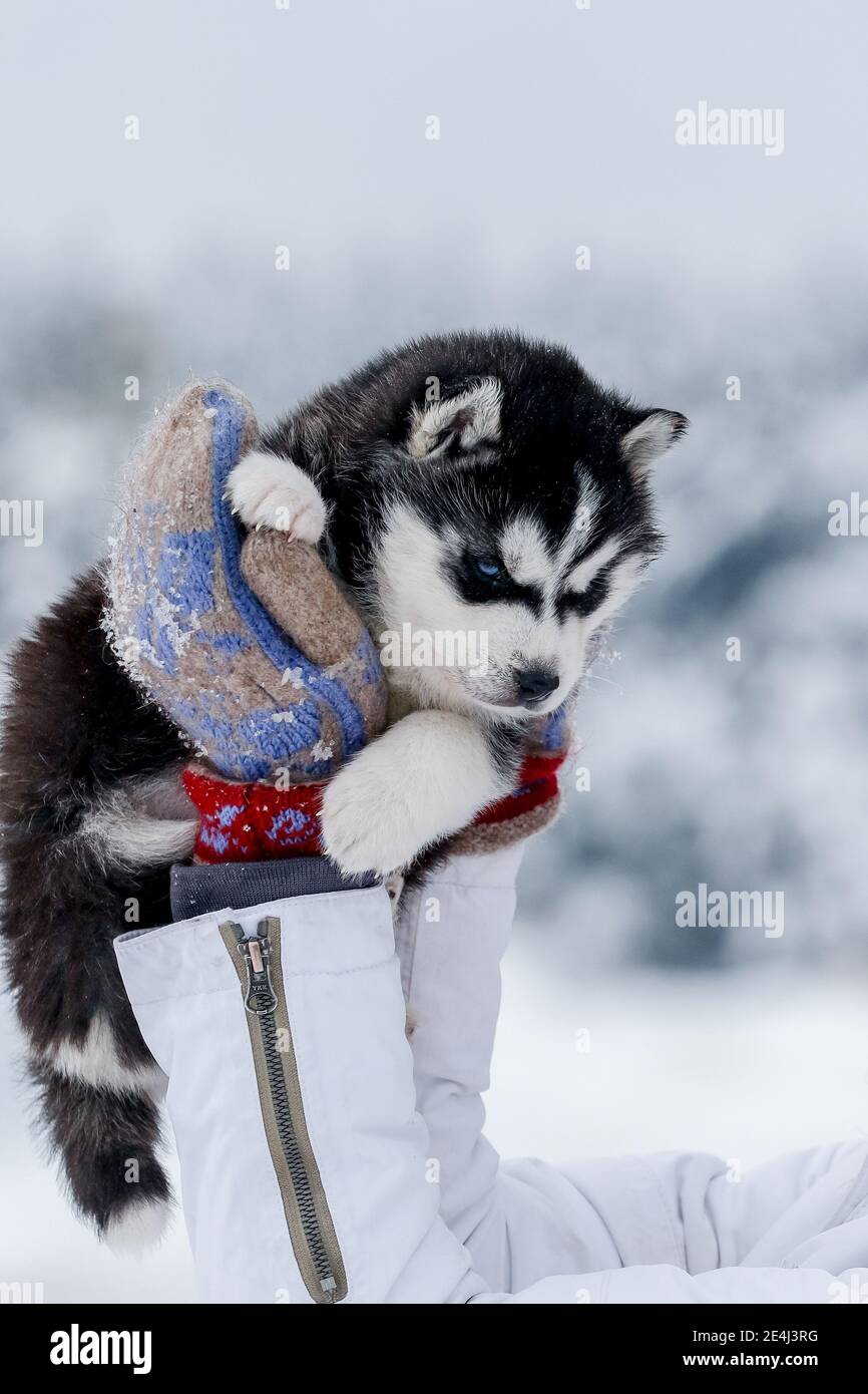 Cute husky puppies, felt boots in the snow and husky puppy, winter card with puppies Stock Photo