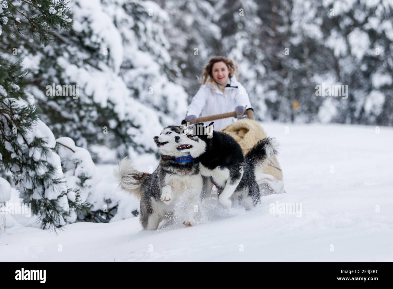 The girl rides on a sled on a sled with Siberian huskies in the winter forest. Pet. Husky. Husky print Stock Photo
