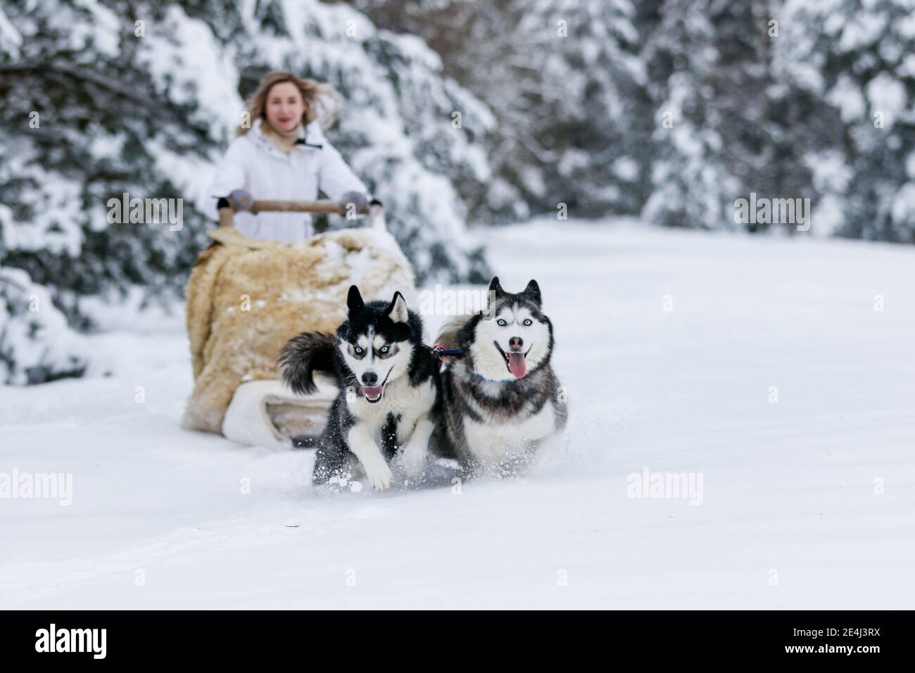 The girl rides on a sled on a sled with Siberian huskies in the winter forest. Pet. Husky. Husky print Stock Photo