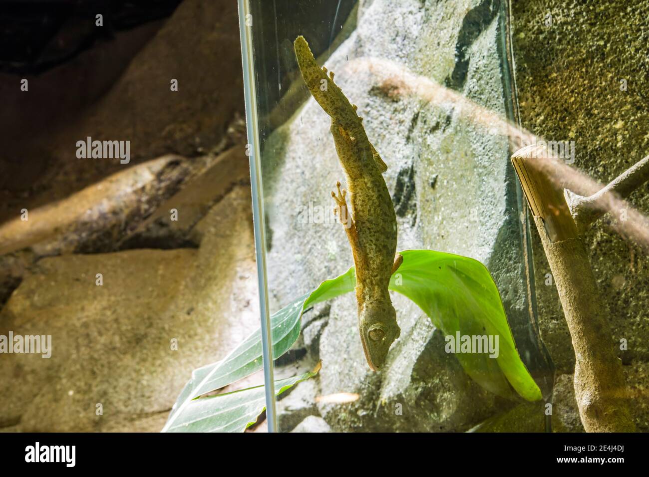 Geck and leaf hi-res stock photography and images - Alamy